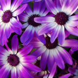1 Senetti Violet Bicolour Pericallis Plant, Summer Flowering Patio Ready, 6.5 Litre Root Ball