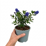 1 Large Plant - Ceanothus Pugets Blue, Ready to Plant in Your Garden, 2L Pot