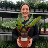 1 Rhubarb Victoria Plant, Hardy Perennial, Grow Your Own Fruit, Garden Ready, 17cm Root Ball