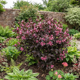 1 Weigela Florida Victoria Plant, Hardy Flowering Shrub, Outdoor Garden Ready, 2L Root-Ball