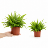Boston Fern Nephrolepis, Pet-Safe Air Purifying Indoor Houseplant, 1 Litre Pots