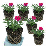 Set of 3 or 6 Verbena Trailing Magelana Hot Rose Plants, Summer Bedding Garden Ready, 10.5cm Root-Ball