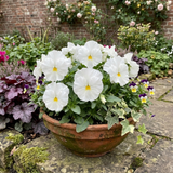 Set of 3 or 6 Pansy Cats Plus White Plants, Hardy Winter & Spring Flowering Pansies, 1 Litre Root-Ball