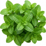 Set of 3 or 6 Moroccan Mint Herb Plants, Fresh & Fragrant Live Herbs, Outdoor Garden Ready, 1 Litre Root-Ball