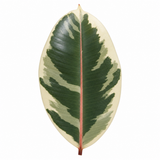 Variegated Rubber Plant Ficus Tineke, Indoor Houseplant, 12cm 1 Litre Pots