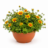 1 Bidens Taka Tuka Yellow Red Star, Summer Flowering Trailing Plant, Outdoor Garden Ready, 21cm Root-Ball