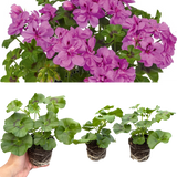 Set of 3 or 6 Large Plants - Geranium Sunflair Amethyst, Ready to Plant in Your Garden