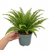 1 Boston Fern Plant (Nephrolepis Exaltata), Live Indoor Fern Houseplant, 2 Litre Root Ball