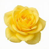 Rose - Bush - Yellow