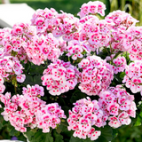 Set of 3 or 6 Large Plants - Garden Ready Pelargonium Toscana Dolce Vita Linus/Smart Splash
