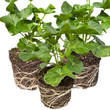 Geranium Sunflair Ruben