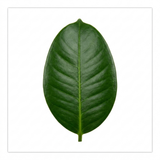 1 Ficus Moclame Indian Laurel Fig, Tropical Indoor Houseplant, Statement Plant, 5 Litre Root-ball