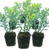 Hebe Variegata
