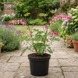 1 Dicentra Spectabilis Bleeding Heart Plant, Hardy Shade Loving Perennial, Garden Ready, 17cm Root-Ball