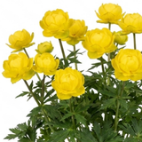 1 Trollius Lemon Queen Globeflower Plant, Spring Flowering Yellow Hardy Perennial, 17cm Root-Ball