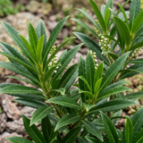Prunus Sofia