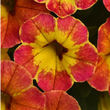 Set of 3 Large Plants - Calibrachoa Cabaret Diva Orange, Outdoor Garden Ready