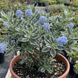 1 Ceanothus Cool Blue Plant, Hardy Blue Flowering Evergreen Shrub, California Lilac, 3 Litre Root Ball