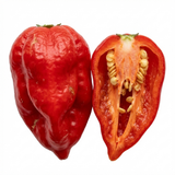 Set of 3 or 6 Large Chilli Pepper Plants - Armageddon, Ready to Plant in Your Garden