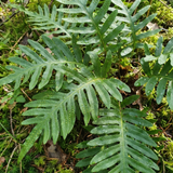 Set of 3 or 6 Evergreen Polypodium Vulgare Hardy Fern Plants for Shade Garden, Live Perennial, 11cm Root Ball