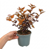1 Large Plant - Physocarpus Diable D'or, Ready to Plant in Your Garden, 3L Pot