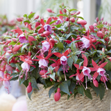 Set of 3 or 6 Large, Garden Ready Plants - Fuchsia Bella Nikita (Rose & Purple)