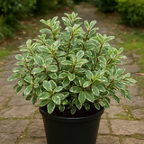 Pittosporum Variegatum