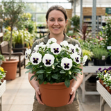 3 Pansy White with Blotch Plants, Hardy Spring & Autumn Flowering Bedding, 3 Litre Root Ball
