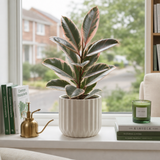 Rubber Plant Ficus Belize Pink, Easy Care Indoor Houseplant, 12cm 1 Litre Pots
