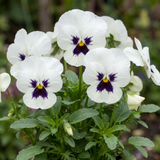 Set of 3 or 6 Pansy Cats Plus White Plants, Hardy Winter & Spring Flowering Pansies, 1 Litre Root-Ball