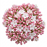 1 Viburnum Eve Price Plant, Evergreen Hardy Flowering Shrub, Garden Ready Hedge Plant, 3L 19cm Root-Ball