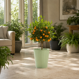 Calamondin Orange Tree 5Ltr, Indoor Citrus Tree, Pots