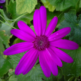 1 Large Bedding Plant - Senetti Magenta, Outdoor Garden Ready, 2L Pot