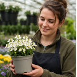 1 Large Plant - Nemesia Lady Mary, Ready to Plant in Your Garden, 5L Pot