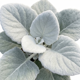 1 Senecio Angel Wings Plant, Hardy Silver Foliage Perennial, Outdoor Garden Ready, 2L Root-Ball