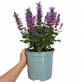 1 Large Plant - Salvia Sangoons Plum Crazy, Ready to Plant in Your Garden, 5L