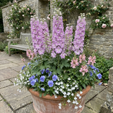 Set of 3 or 6 Delphinium Lilac Rose White Bee Hardy Perennial Plants, Summer Flowering Cottage Garden Plants, Outdoor Garden Ready, 1 Litre / 11cm Root-Ball