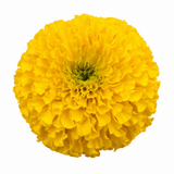 1 Large Plant - Marigold Durango Yellow, Ready to Plant in Your Garden, 2L Pot
