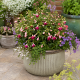1 Large Plant - Fuchsia Bush Paula Jane, Outdoor Garden Ready, 5L Pot