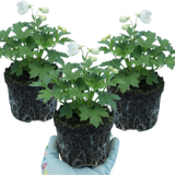 Set of 3 or 6 Delphinium Pacific Giants Galahad Hardy Perennial Plants, Tall Cottage Garden Flowers, Outdoor Garden Ready, 1 Litre Root-Ball