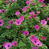 Set of 3 or 6 Garden Ready Plants – Anemone ‘Harmony Orchid’, Ready to Plant in Your Garden