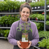 1 Live Tomato Totem Plant, Hardy Dwarf Bush Variety, Patio & Container Garden Ready, 2Ltr Root-Ball