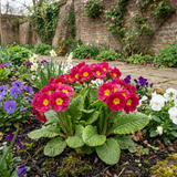 Set of 3 or 6 Large Plants - Primrose Strawberry, Ready to Plant in Your Garden, Peat Free