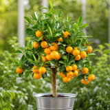 Calamondin Orange Tree 5Ltr, Indoor Citrus Tree, Pots