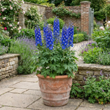 1 Delphinium Pixie Neptune Rocket, Hardy Perennial Flowering Plant, Garden Ready, 3 Litre Root Ball