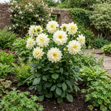 1 Dahlia Maggiore White Live Plant, Summer Flowering Outdoor Garden Ready, 3 Litre Root Ball