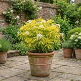 1 Choisya Aztec Gold Plant, Hardy Evergreen Mexican Orange Blossom Shrub, 3 Litre Root Ball