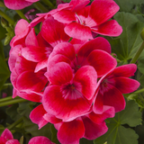 Set of 3 or 6 Large Plants - Geranium Calliope Pretty Little Pink Splash, Ready To Plant