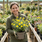 1 Potentilla Goldfinger Hardy Yellow Flowering Shrub, Bee Friendly Garden Plant, 2 Litre Root Ball