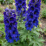 Set of 3 or 6 Delphinium Dark Blue Black Bee Tall Hardy Perennial Plants, Summer Flowering Border Plants, Outdoor Garden Ready, 1 Litre Root-Ball